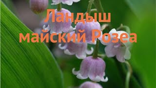 Ландыш обыкновенный Розеа (landysh-mayskiy) 🌿 ландыш Розеа обзор: как сажать саженцы ландышы Розеа