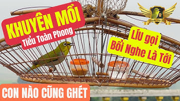 Tiếng Khuyên Mồi Tiểu Toàn Phong Gọi Bổi CON NÀO CŨNG GHÉT VÀ ĐẾN ĐÁNH - Pleci Bird Sound | KTB