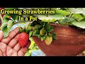 How To Grow Nursery Strawberry Plants Faster &amp; The Best Time To Buy Strawberry Plants