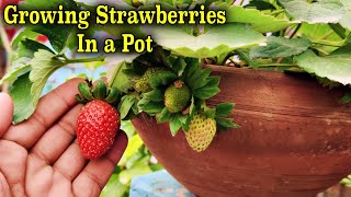 How To Grow Nursery Strawberry Plants Faster &amp; The Best Time To Buy Strawberry Plants