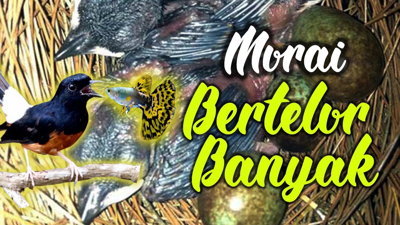 Tidak Disangka !!! ini Tips Murai Bertelur Banyak