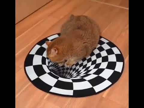 Разная реакция на 3Д рисунок собак и кота ☺ #animals #shorts #кот # ...