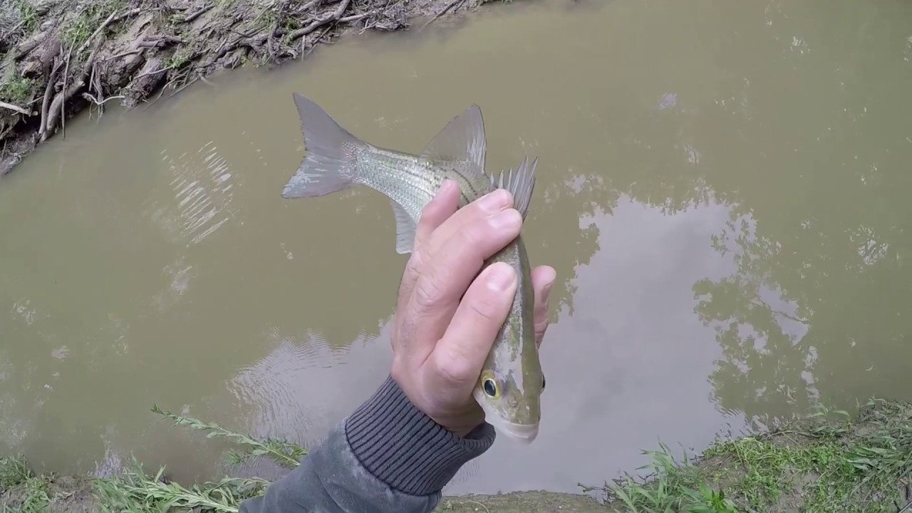 white fishing at willis creek april 14th. - YouTube