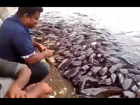 best pet insurance Lot of catfish are hungry