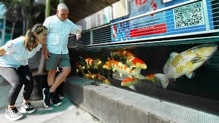 **NEW** Koi Store in Town!! (Big Fish)