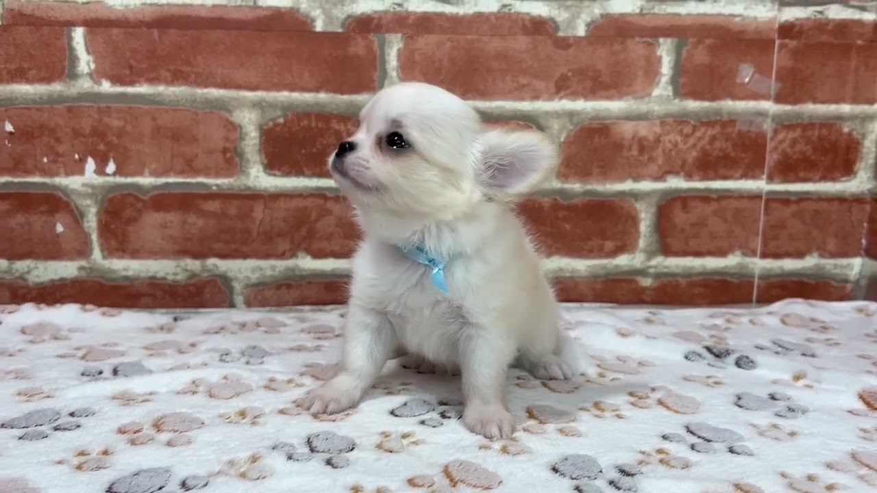 希少　クニオコレクショダウンコート　リバーシブル　アニマル　犬　猫 希少 クニオコレクショダウンコート リバーシブル アニマル 犬