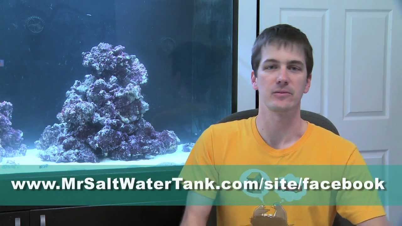 fish diseases and symptoms 235 Gallons and One Bullet In The Chamber