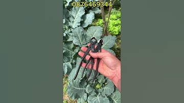 Cạp Tròn Cạp Xéo MST Tạo Sẹo Cho Bon Sai Cây Cảnh Hàng Thép Đúc Đen 304 Nguyên Khối