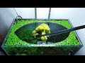 22nd Month – (Broccoli Feeding Frenzy) NO filter, NO CO2, NO Ferts 5 Gallon Nano Tank