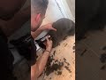 My boyfriend shaving his cat 🐈‍⬛ 🐱