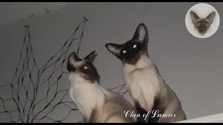 Everyday life of my oriental cats  cat family | cat life | oriental short hair