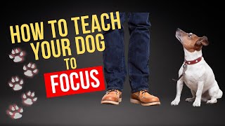 5 Tips to teach Focus cue in under 2 minutes