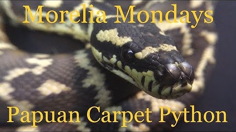 Morelia Mondays Ep. 1