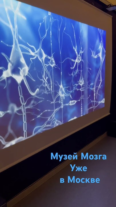 Полезное развлечение для всей семьи в Москве ️ Музей Мозга 🧠#москва # ...