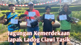 Jagungan kemerdekaan Lapak Ladog Ciawi Tasikmalaya #pigeon #merpatikolongmeja #pmtinasional #fyp