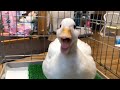 【コールダック】鳴くモコちゃん