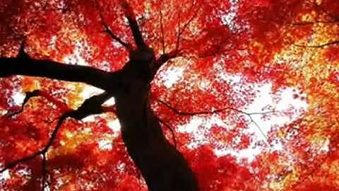 ▶ سورة عبسى للشيخ محمد النونان 1433