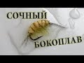 Gammarus. Бокоплав. Зима-Лето. Сочный и Аппетитный!