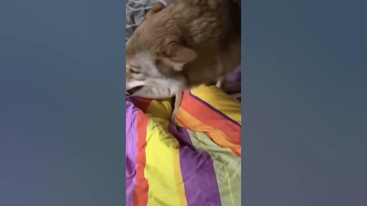 Aggressive Wolf takes over man's bed! OMG! - DayDayNews