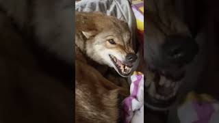 Aggressive Wolf takes over man's bed! OMG!