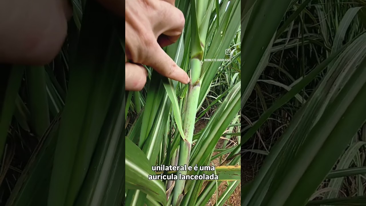 CTC9007 - Detalhes que você nunca viu