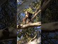 cute koala bears baby playing with mama bear