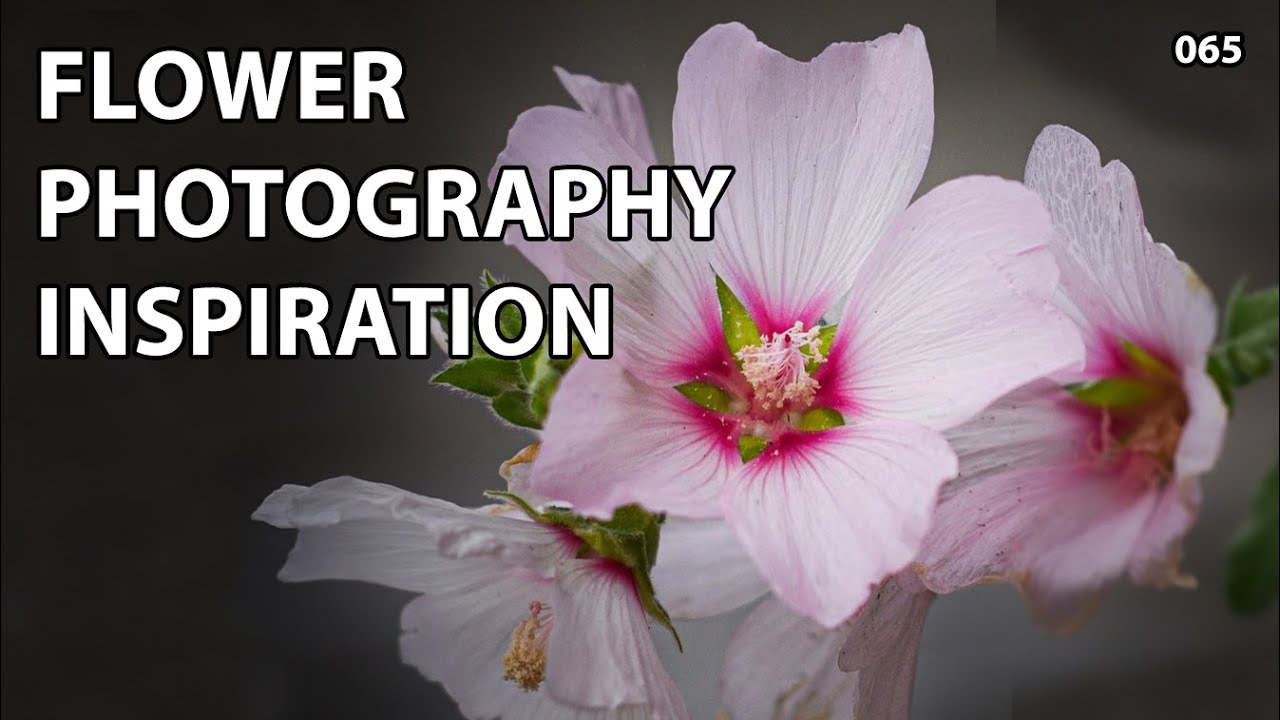 What Is The Best Lens For Flower Photography Best Flower Site