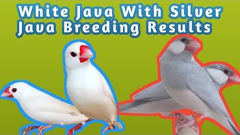 Java Sparrow  Breeding Results Silver Java with White Java | Cross Breeding Mutation| Mini Zoo