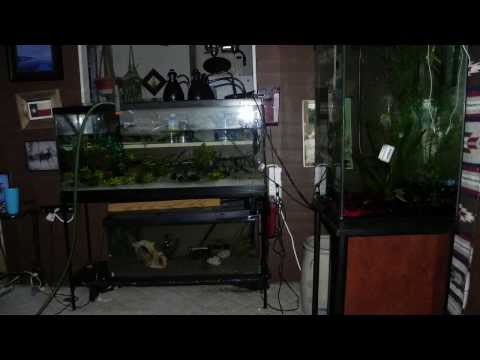 Water Change in the 55