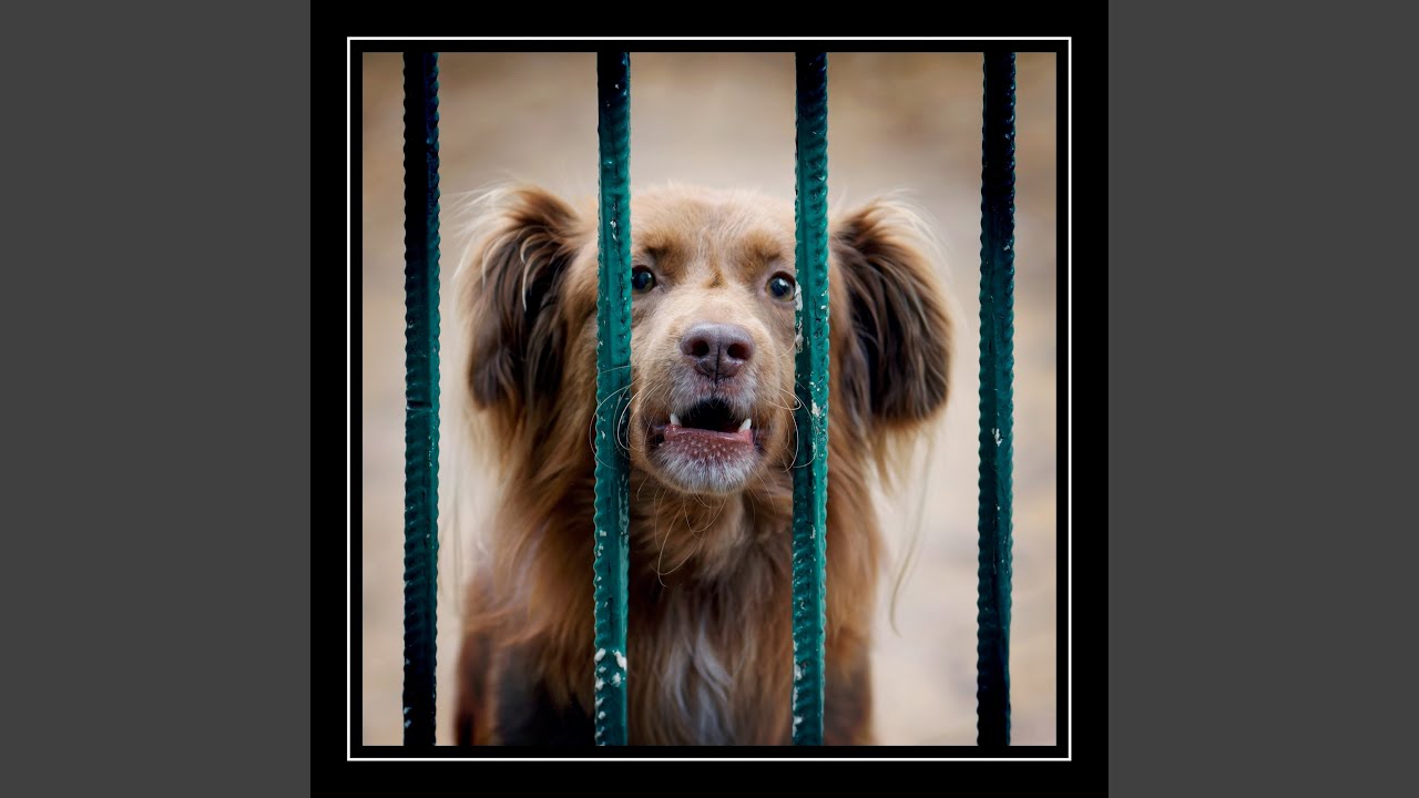 Dog Barking Sound YouTube