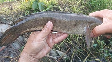 Kích Cá Mương Vườn Bất Ngờ Dính Lóc Khủng Cả Ký | kích cá miền tây 