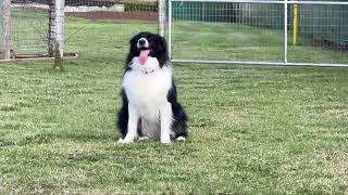Australian Shepherd learning off leash attention by Sit Means Sit Hawaii Dog Training 400 views 1 year ago 53 seconds
