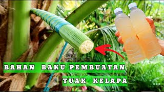 Proses Pembuatan Tuak Minuman Memabukan Dari Sari Bunga Kelapa