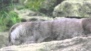¡Cómo rascarse correctamente según una Nutria Europea!