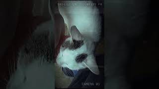 The poor cat with the owner wants a little love, a little affection and a little play #cat #cats