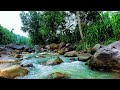 River Sounds for Sleeping No Ads | Forest Stream Sounds for Restful Sleep
