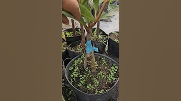 cây ghép quá đep #0373961661 || #0915061058 || #chalanuoicaymo