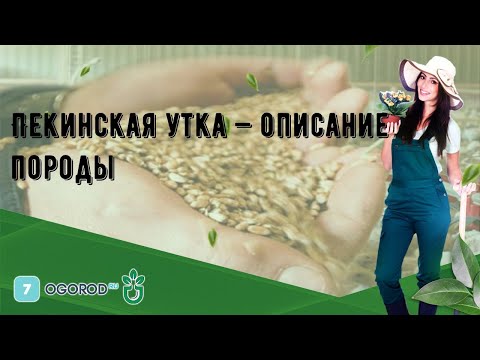 Пекинская утка — описание породы