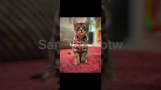 Same cat btw #kitten #animal #animalshorts #cute #cat #cutecat #pets #kitty #transition