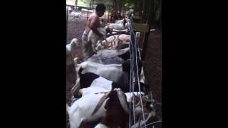 Goat fence line feeders