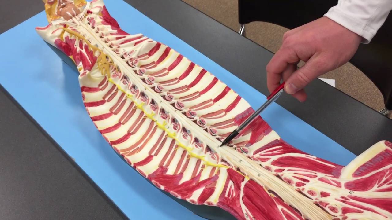 Spinal Cord Structures & Meninges - YouTube
