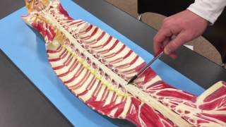 Spinal Cord Structures & Meninges