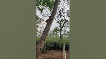 Adorable Baby Monkey