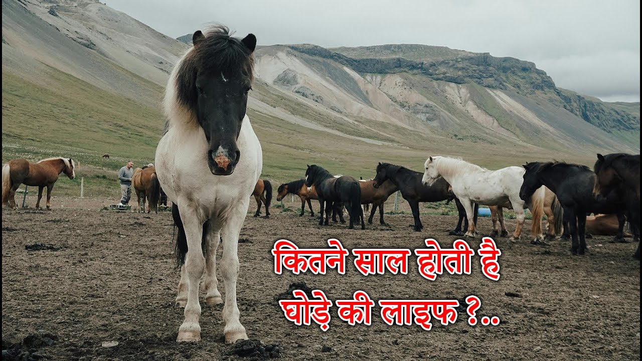 horse facts video  | documentary  in hindi |  horse animals life |  forest life