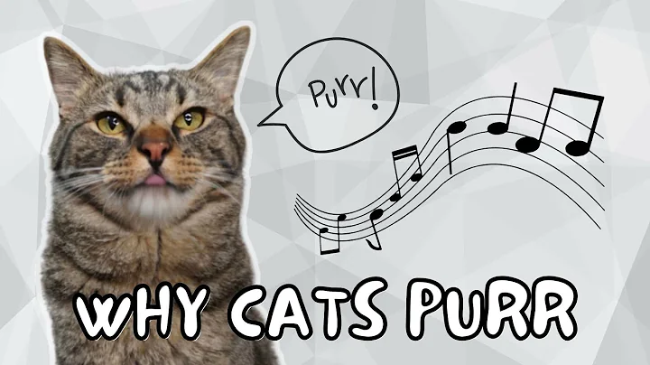 Video 11271781: manx cat, cat purr, white manx, popular cat, white cat facts