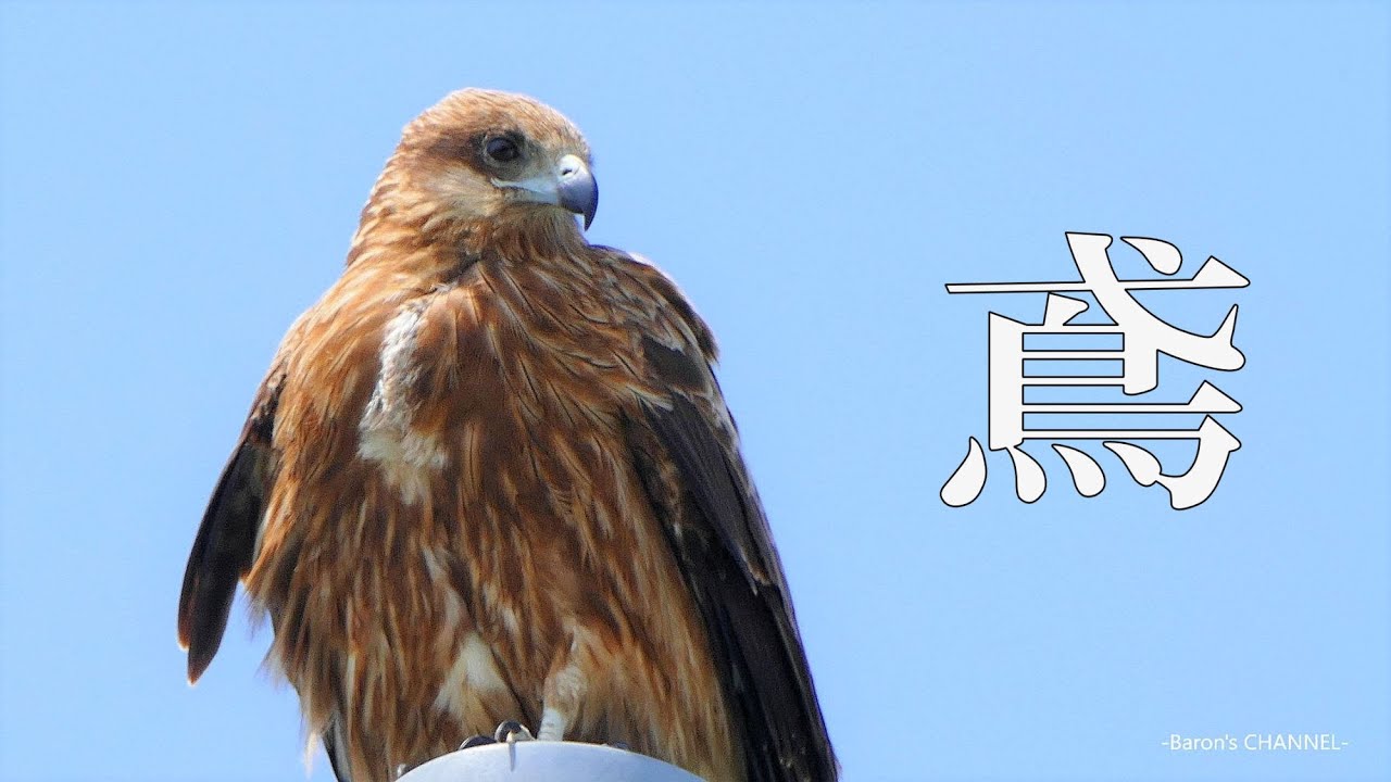 トンビ の 鳴き声