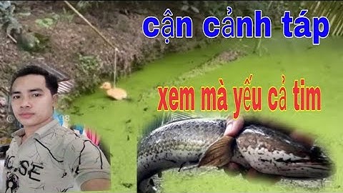 tổng hợp các video nhấp cá lóc đồng bằng vịt con dính toàn cá lóc khủng