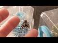 A pet jumping spider acts like a tiny cat