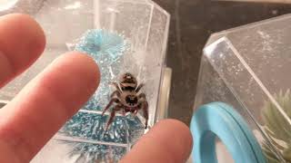 A pet jumping spider acts like a tiny cat