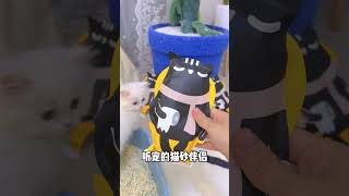 【獨生子的日常】这算是养矮脚猫的烦恼吗#小奶猫 #小猫咪能有什么坏心眼 #猫咪成精#小奶喵  #铲屎官的乐趣 #Cutecats #萌寵 #Cat #動物 #Cute #Funnycat #Pet